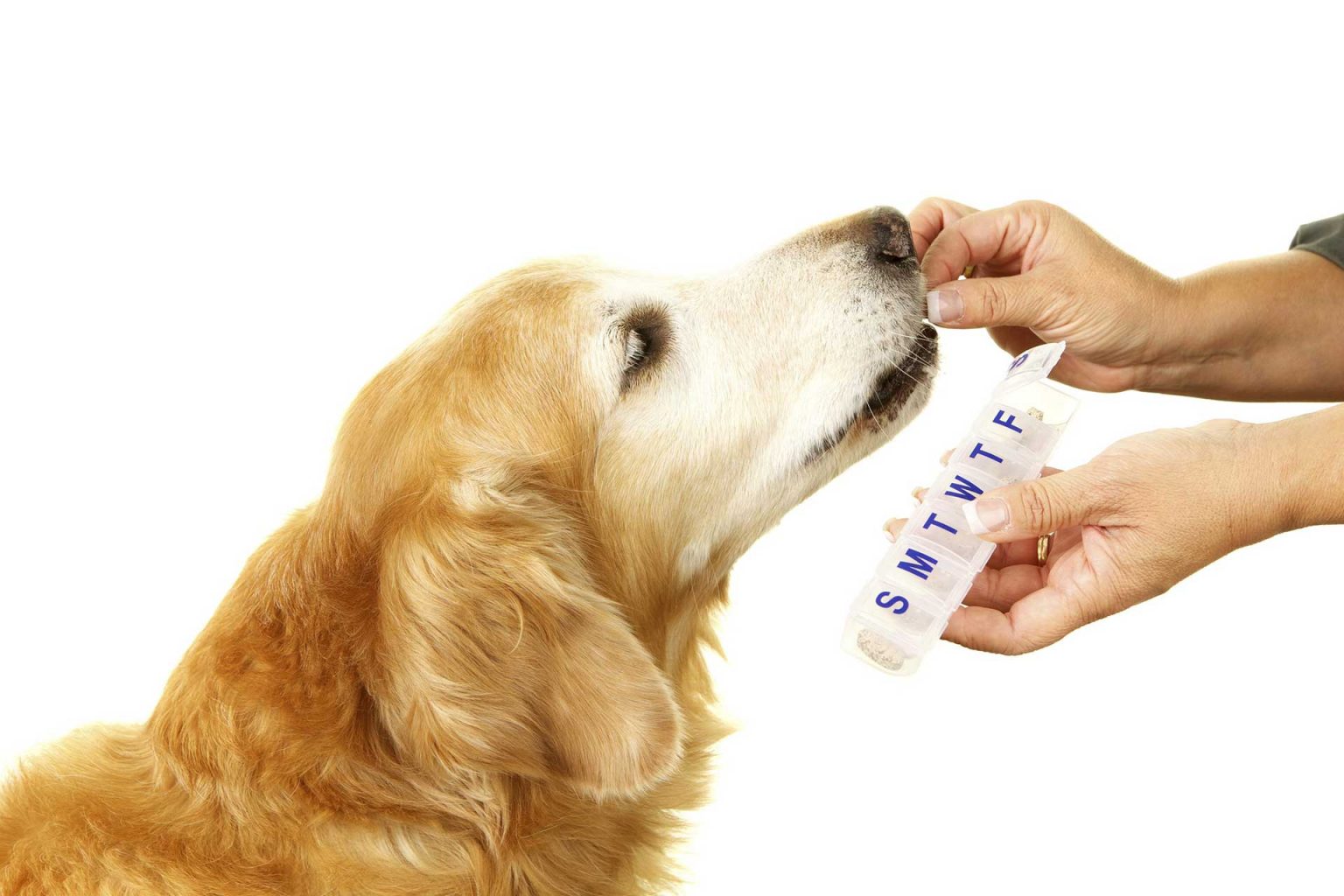 Pet Pharmacy in Madisonville, LA Madisonville Animal Hospital